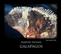 galapagos sea iguana by Stewart Smith 